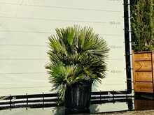 Kategorie <b>Exotische / Mediterrane Pflanzen </b> - Chamaerops Humilis - Vulcano ca. 120 cm