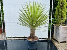Kategorie <b>Exotische / Mediterrane Pflanzen </b> - Yucca Filifera - ca. 200 cm