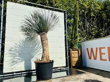 Kategorie <b>Exotische / Mediterrane Pflanzen </b> - Yucca Rostrata - ca. 210 cm