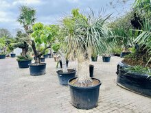Kategorie <b>Exotische / Mediterrane Pflanzen </b> - Yucca Rostrata - ca. 240 cm