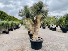 Kategorie <b>Exotische / Mediterrane Pflanzen </b> - Yucca Rostrata - ca. 260 cm