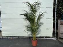 Kategorie <b>Exotische / Mediterrane Pflanzen </b> - Goldpalme - ca. 160 cm