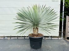 Kategorie <b>Exotische / Mediterrane Pflanzen </b> - Yucca Rostrata - ca. 120 cm
