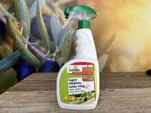 Kategorie <b>Exotische / Mediterrane Pflanzen </b> - Luxan - Pyrethrum Biol Spray