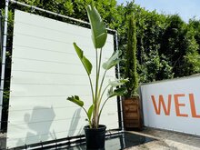 Kategorie <b>Exotische / Mediterrane Pflanzen </b> - Paradiesvogelblume - Strelitzia augusta - ca. 300 cm