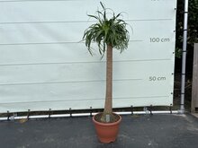 Kategorie <b>Exotische / Mediterrane Pflanzen </b> - Beaucarnea - Elefantenfuß