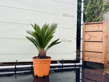 Kategorie <b>Exotische / Mediterrane Pflanzen </b> - Cycas Revoluta - ca. 75 cm