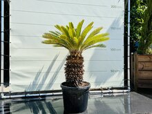 Kategorie <b>Exotische / Mediterrane Pflanzen </b> - Palme - Cycas revoluta