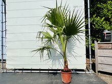 Kategorie <b>Exotische / Mediterrane Pflanzen </b> - Washingtonia Robusta - Mexikanische Fächerpalme ca. 160 cm