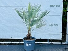 Kategorie <b>Exotische / Mediterrane Pflanzen </b> - Brahea Armata - Mexikanische Blaue Palme