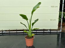 Kategorie <b>Exotische / Mediterrane Pflanzen </b> - Paradiesvogelblume - Strelitzia augusta - ca. 100 cm