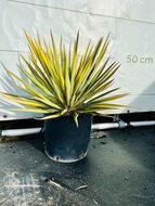 Kategorie <b>Exotische / Mediterrane Pflanzen </b> - Yucca - Color Guard