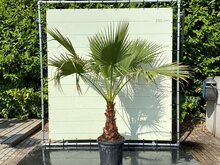 Kategorie <b>Exotische / Mediterrane Pflanzen </b> - Washingtonia Robusta - Mexikanische Fächerpalme ca. 170 cm