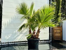 Kategorie <b>Exotische / Mediterrane Pflanzen </b> - Washingtonia Robusta - Mehrstämmig, ca. 180 cm
