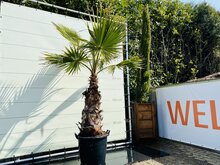 Kategorie <b>Exotische / Mediterrane Pflanzen </b> - Washingtonia Robusta - ca. 250 cm