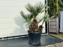 Kategorie <b>Exotische / Mediterrane Pflanzen </b> - Chamaerops Humilis - Cerifera ca. 150 cm