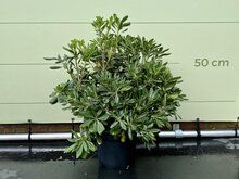Kategorie <b>Exotische / Mediterrane Pflanzen </b> - Australischer Lorbeer - Pittosporum Tobiara - 40 cm