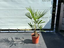 Kategorie <b>Exotische / Mediterrane Pflanzen </b> - Trachycarpus Fortunei - Chinesische Hanfpalme ca. 50 cm