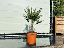 Kategorie <b>Exotische / Mediterrane Pflanzen </b> - Trachycarpus Fortunei - Chinesische Hanfpalme ca. 110 cm