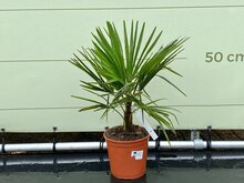 Kategorie <b>Exotische / Mediterrane Pflanzen </b> - Trachycarpus Fortunei - ca. 70 cm