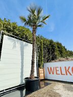 Kategorie <b>Exotische / Mediterrane Pflanzen </b> - Trachycarpus Fortunei - ca. 400 cm