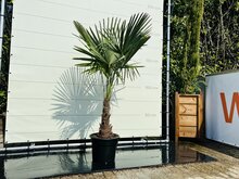 Kategorie <b>Exotische / Mediterrane Pflanzen </b> - Trachycarpus Fortunei - ca. 180 cm