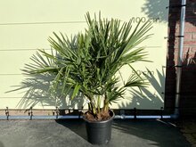 Kategorie <b>Exotische / Mediterrane Pflanzen </b> - Trachycarpus Fortunei - Mehrstämmig, ca. 90 cm