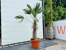 Kategorie <b>Exotische / Mediterrane Pflanzen </b> - Trachycarpus - Wagnerianus ca. 190 cm