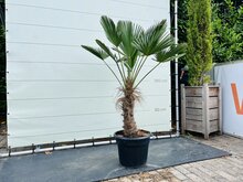 Kategorie <b>Exotische / Mediterrane Pflanzen </b> - Trachycarpus - Wagnerianus ca. 180 cm