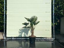 Kategorie <b>Exotische / Mediterrane Pflanzen </b> - Trachycarpus - Wagnerianus ca. 110 cm