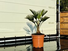 Kategorie <b>Exotische / Mediterrane Pflanzen </b> - Trachycarpus - Wagnerianus ca. 80 cm