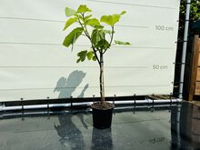 Kategorie <b>Exotische / Mediterrane Pflanzen </b> - Feigenbaum - Ficus Carica ca. 100 cm