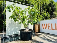 Kategorie <b>Exotische / Mediterrane Pflanzen </b> - Feigenbaum - Ficus Carica ca. 250 cm