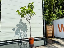 Kategorie <b>Exotische / Mediterrane Pflanzen </b> - Feigenbaum - Ficus Carica ca. 160 cm