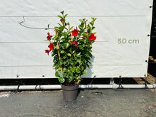 Kategorie <b>Exotische / Mediterrane Pflanzen </b> - Mandevilla - Rot 70cm