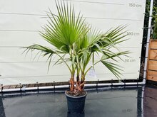 Kategorie <b>Exotische / Mediterrane Pflanzen </b> - Palme - Washingtonia Robusta Multistam