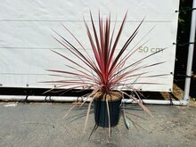 Kategorie <b>Exotische / Mediterrane Pflanzen </b> - Cordyline Australis - Charlie Boy