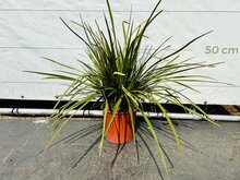 Kategorie <b>Exotische / Mediterrane Pflanzen </b> - Cordyline Australis - Festival Lime