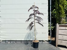 Kategorie <b>Exotische / Mediterrane Pflanzen </b> - Persischer Baum - Albizia Sommerschokolade