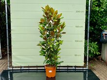 Kategorie <b>Exotische / Mediterrane Pflanzen </b> - Magnolia Grandiflora Gallisoniensis 180-200 CM