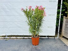 Kategorie <b>Exotische / Mediterrane Pflanzen </b> - Nerium Oleander - Rosa ca. 120 cm