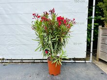 Kategorie <b>Exotische / Mediterrane Pflanzen </b> - Nerium Oleander - Rot ca. 120 cm