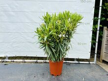 Kategorie <b>Exotische / Mediterrane Pflanzen </b> - Nerium Oleander - Weiß ca. 120 cm