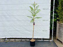 Kategorie <b>Exotische / Mediterrane Pflanzen </b> - Jacaranda Mimosifolia - ca. 160 cm