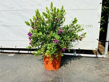 Kategorie <b>Exotische / Mediterrane Pflanzen </b> - Polygala Myrtifolia - ca. 80 cm