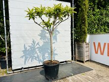 Kategorie <b>Exotische / Mediterrane Pflanzen </b> - Japanischen Wollmispel - Eriobotrya Japonica - 220cm