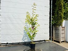 Kategorie <b>Exotische / Mediterrane Pflanzen </b> - Castanea Sativa - Kastanienbaum 150 cm