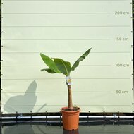 Kategorie <b>Exotische / Mediterrane Pflanzen </b> - Musa Basjoo - Bananenbaum