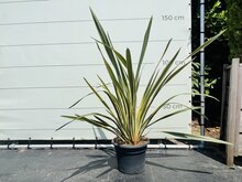 Kategorie <b>Exotische / Mediterrane Pflanzen </b> - Phormium Tenax Variegata