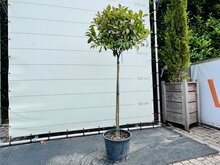 Kategorie <b>Exotische / Mediterrane Pflanzen </b> - Photinia - Kugel auf Stamm